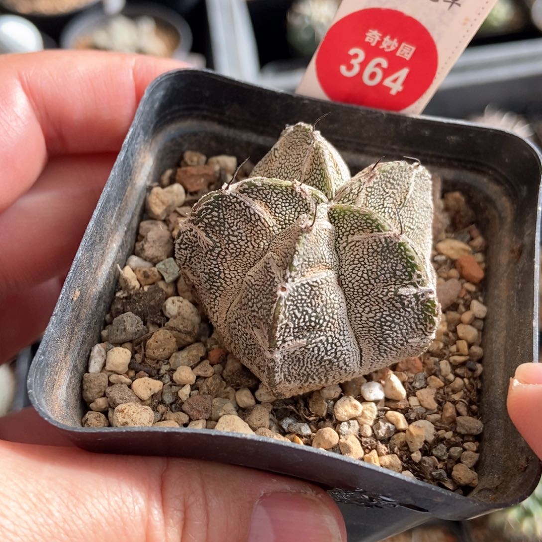 实生带V恩冢4.1cm