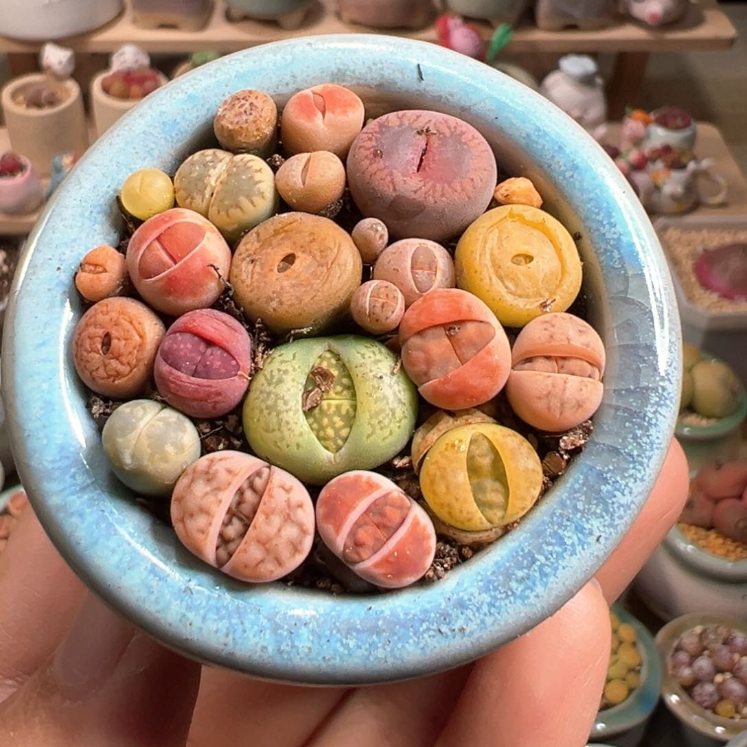 多肉植物161号彩色组合