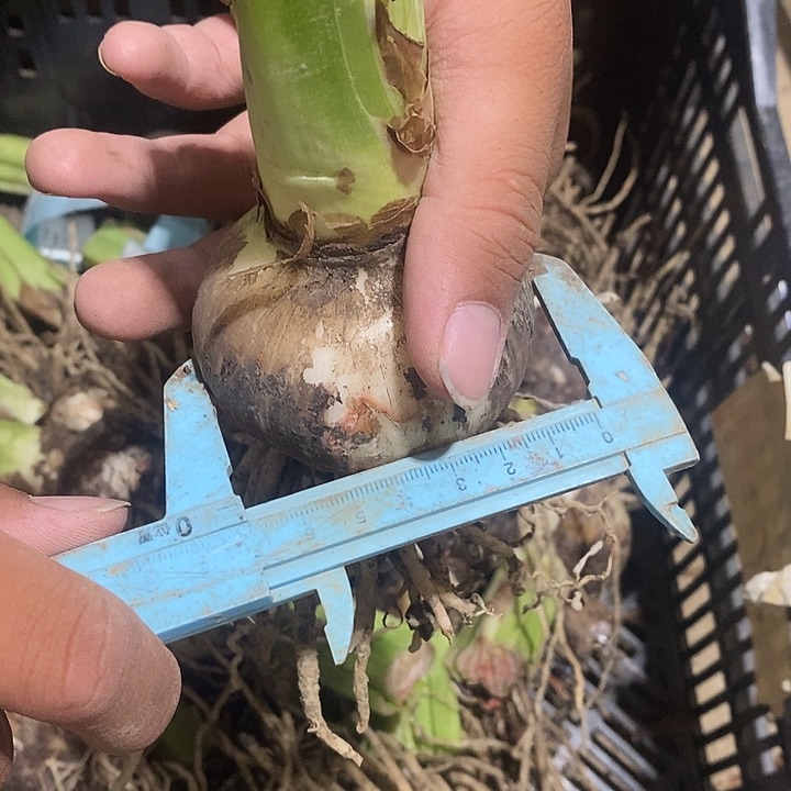 螺旋玫瑰7公分以上