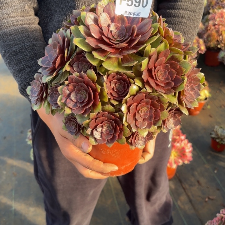 瑞妈，，。。。。590干枯玫瑰，