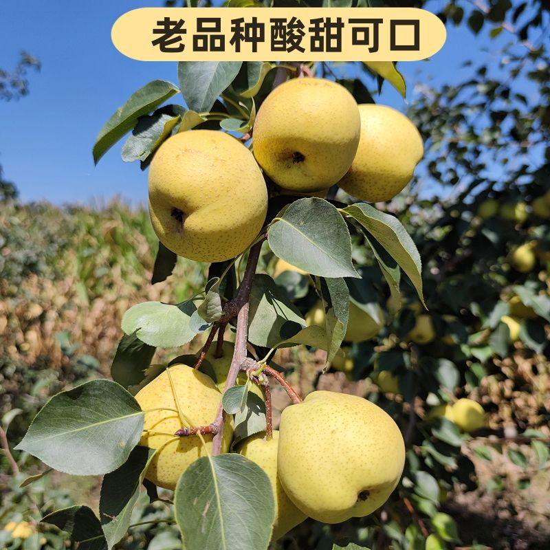 临夏和政啤特果，现做现发