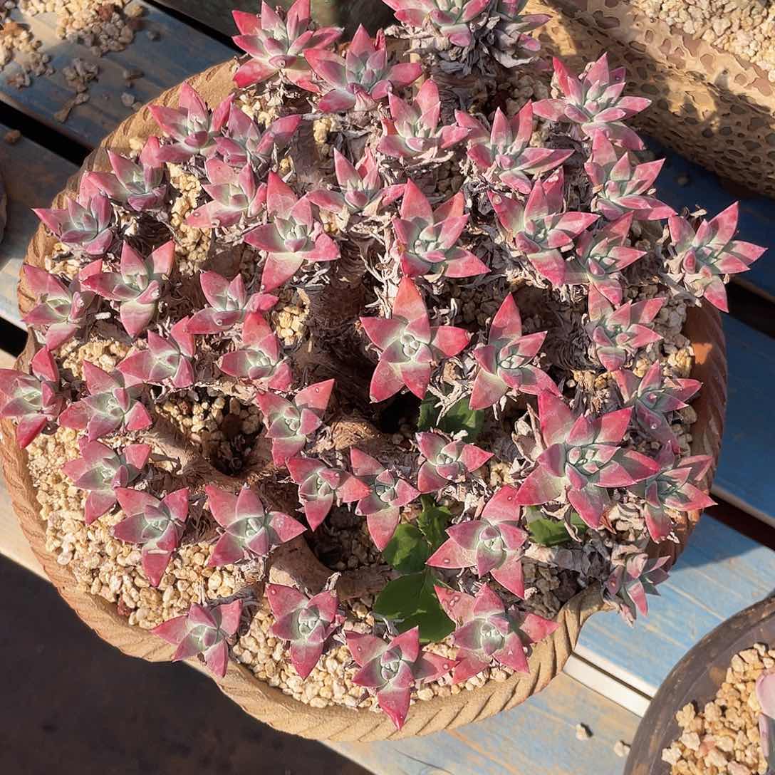 白姆杂雪山老桩多头