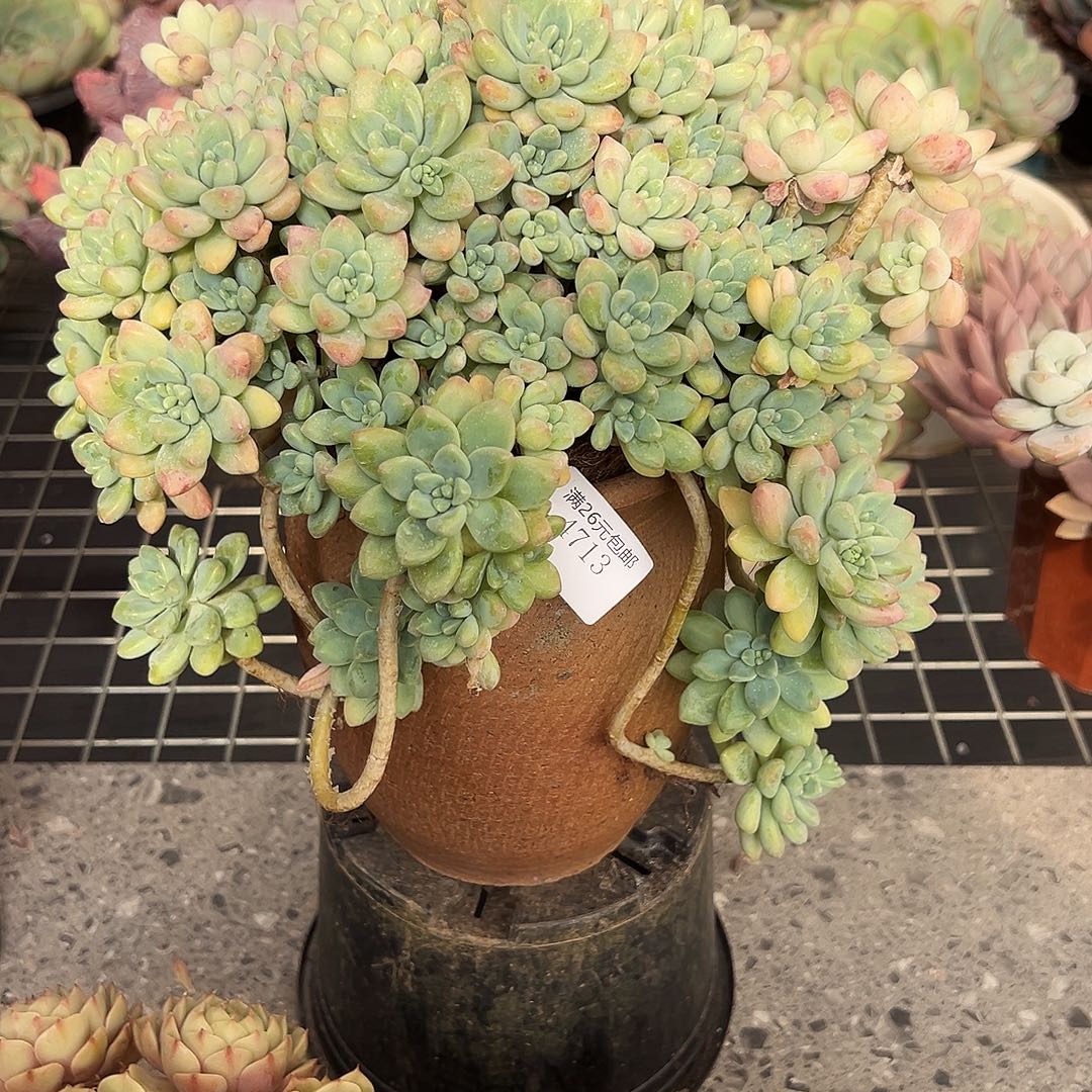 海***）4713奶酪蛋糕多肉植物多肉