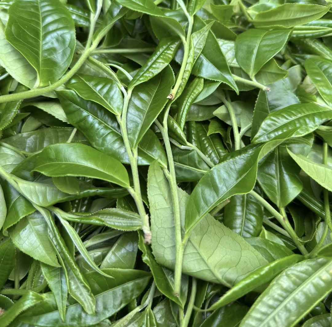 蟒蛇箐古树秋茶【2021年】