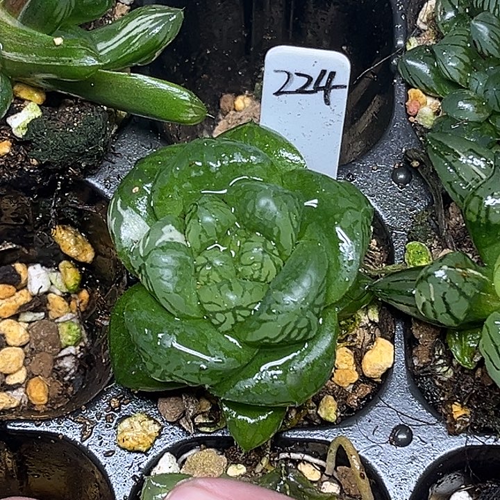 224多头巨大化玛琳玉露锦脱土发货