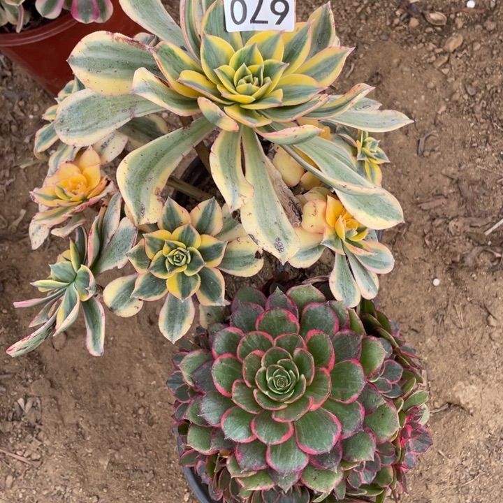 无花朵670组合多肉植物