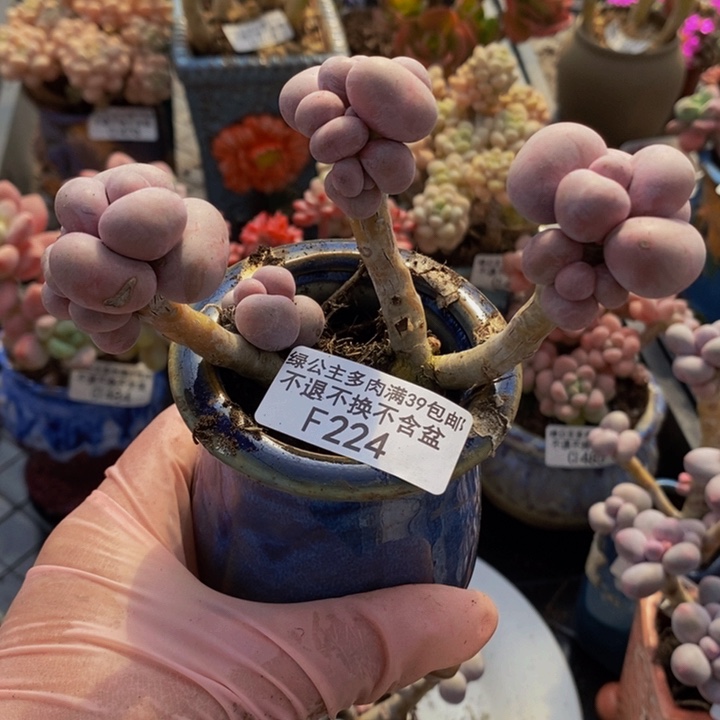 芭比奶洛老桩224多肉植物