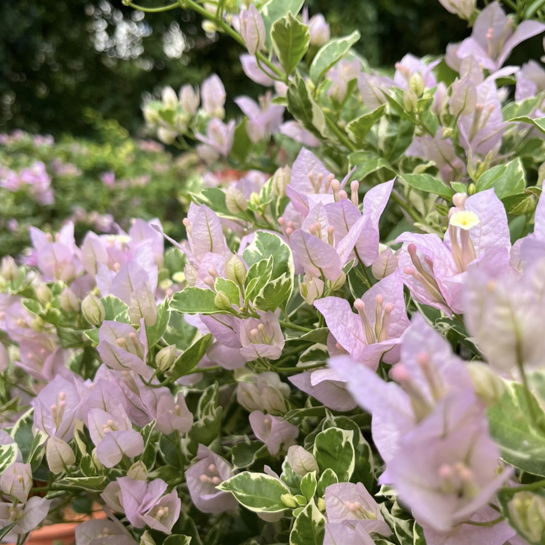 森朴【斑叶苹果花】原生扦插袋苗（包对版不包售后）