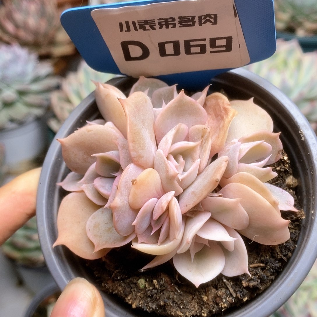 D069双子座锦锦锦锦锦锦