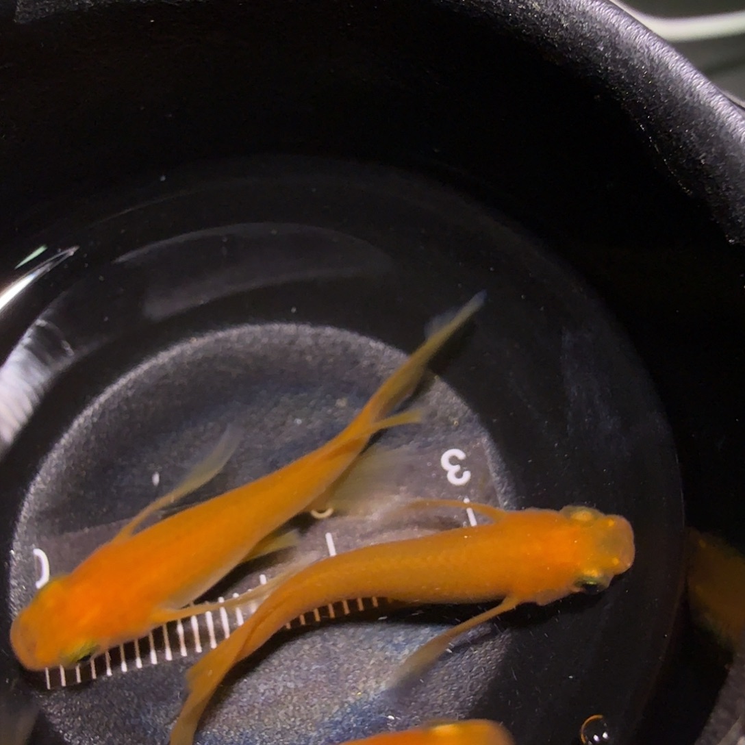 青鳉鱼一物一拍933