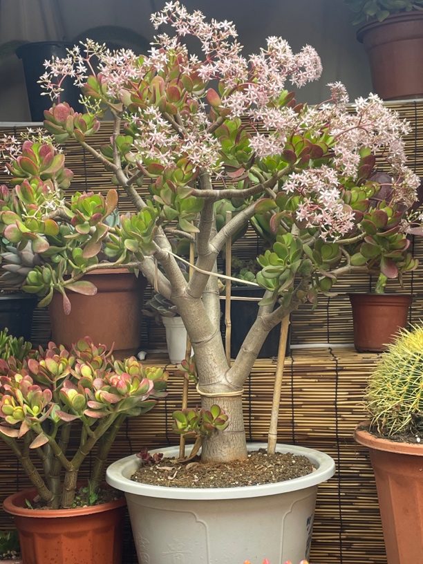 多肉老桩黄金花月大叶玉树黄金玉树摇钱树十年老桩年宵花玉树好看