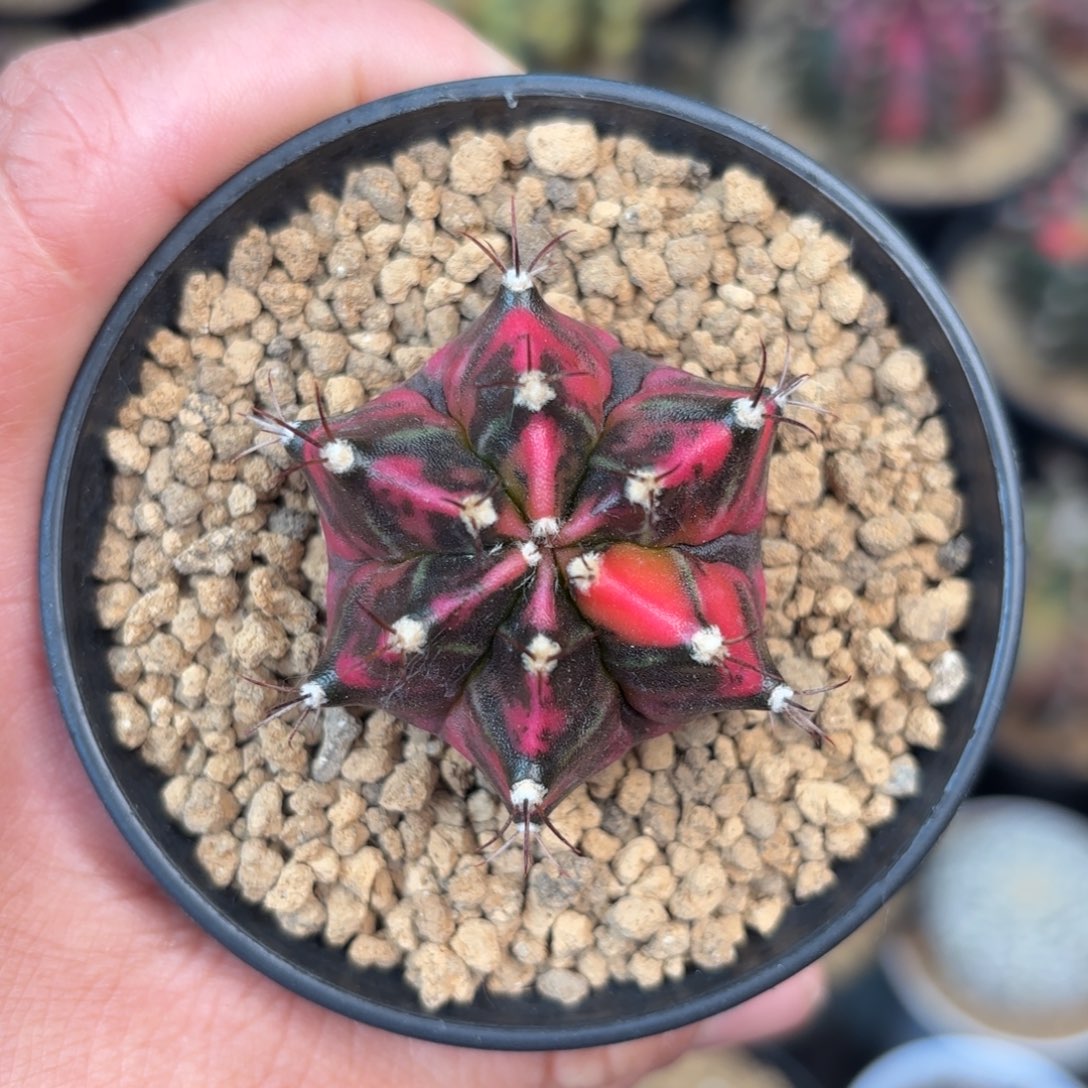 泰系米哈仙人球9