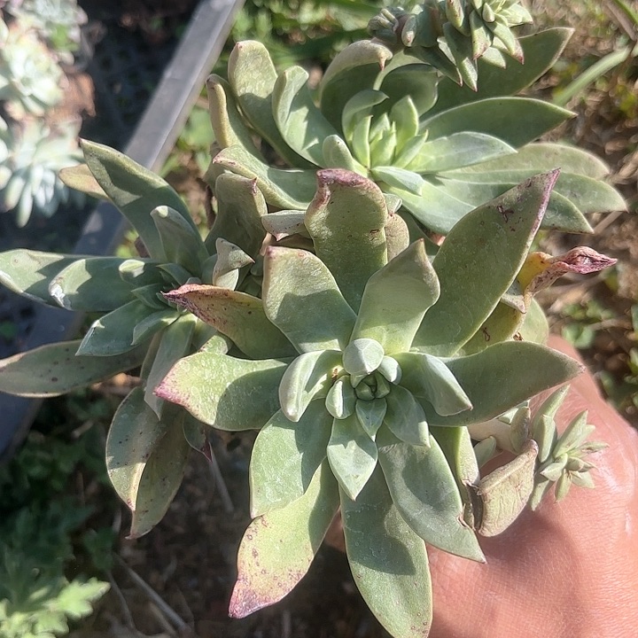 仙女杯多肉植物提取