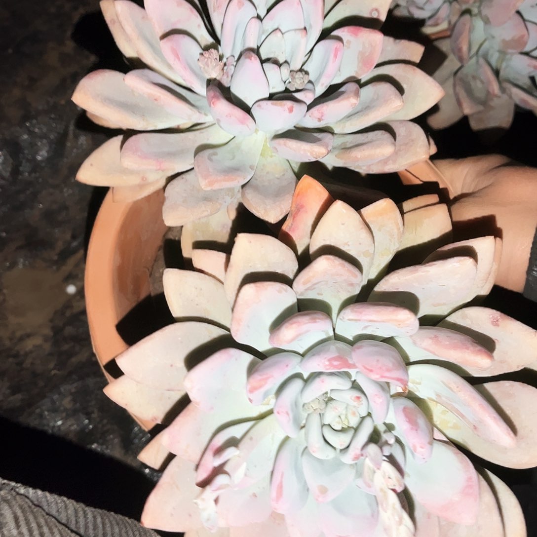 奥普2头14.99多肉植物