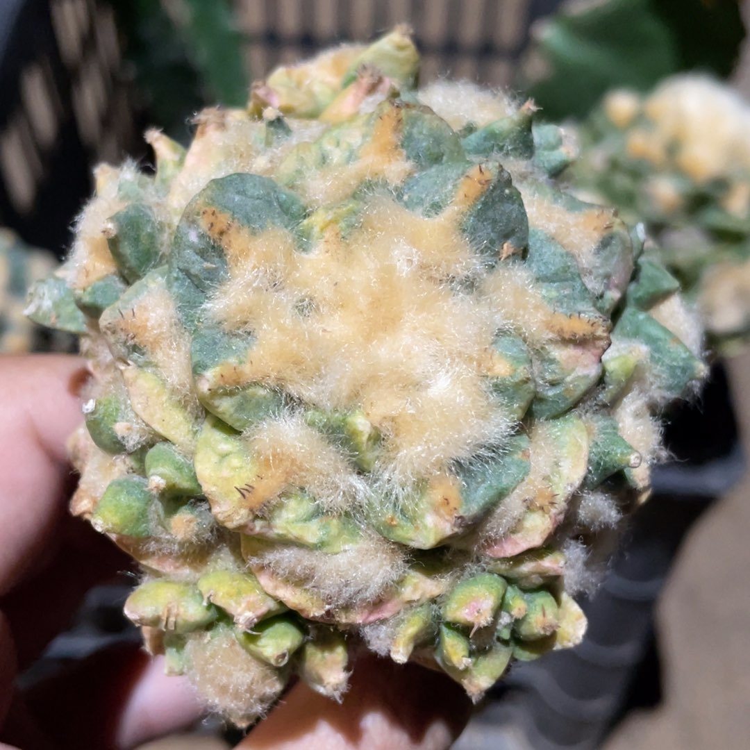 岩牡丹锦群905 仙人球