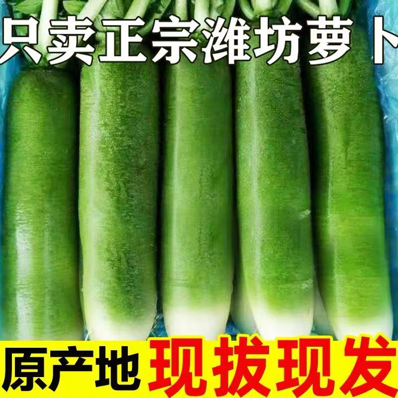 正宗潍坊水果萝卜产地直发现挖现发脆甜多汁净重4.5斤