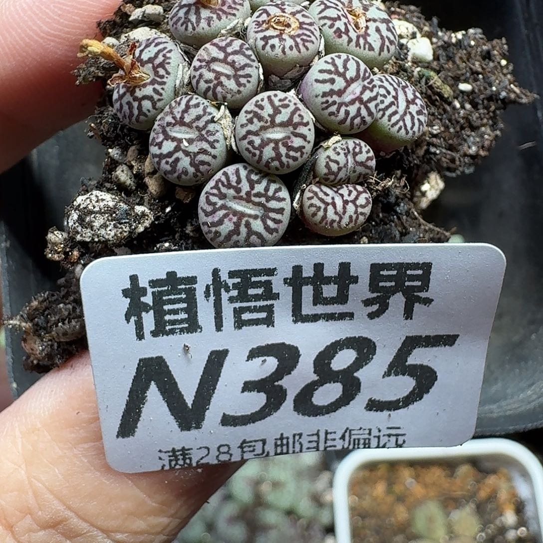 多肉植物的是fhjj