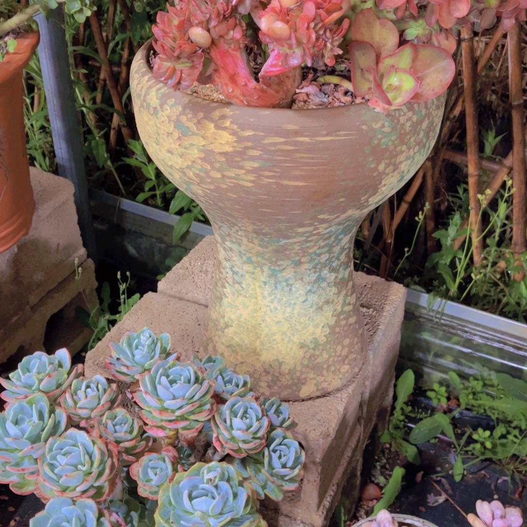 喵**喵多肉植物保护研究所