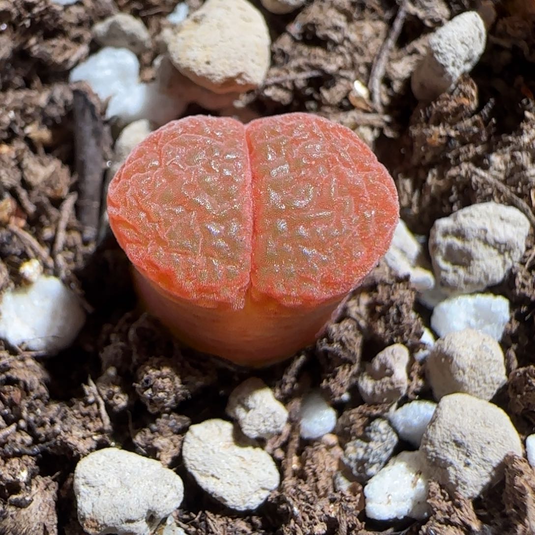肉锥多肉植物组合-极红矮胖111
