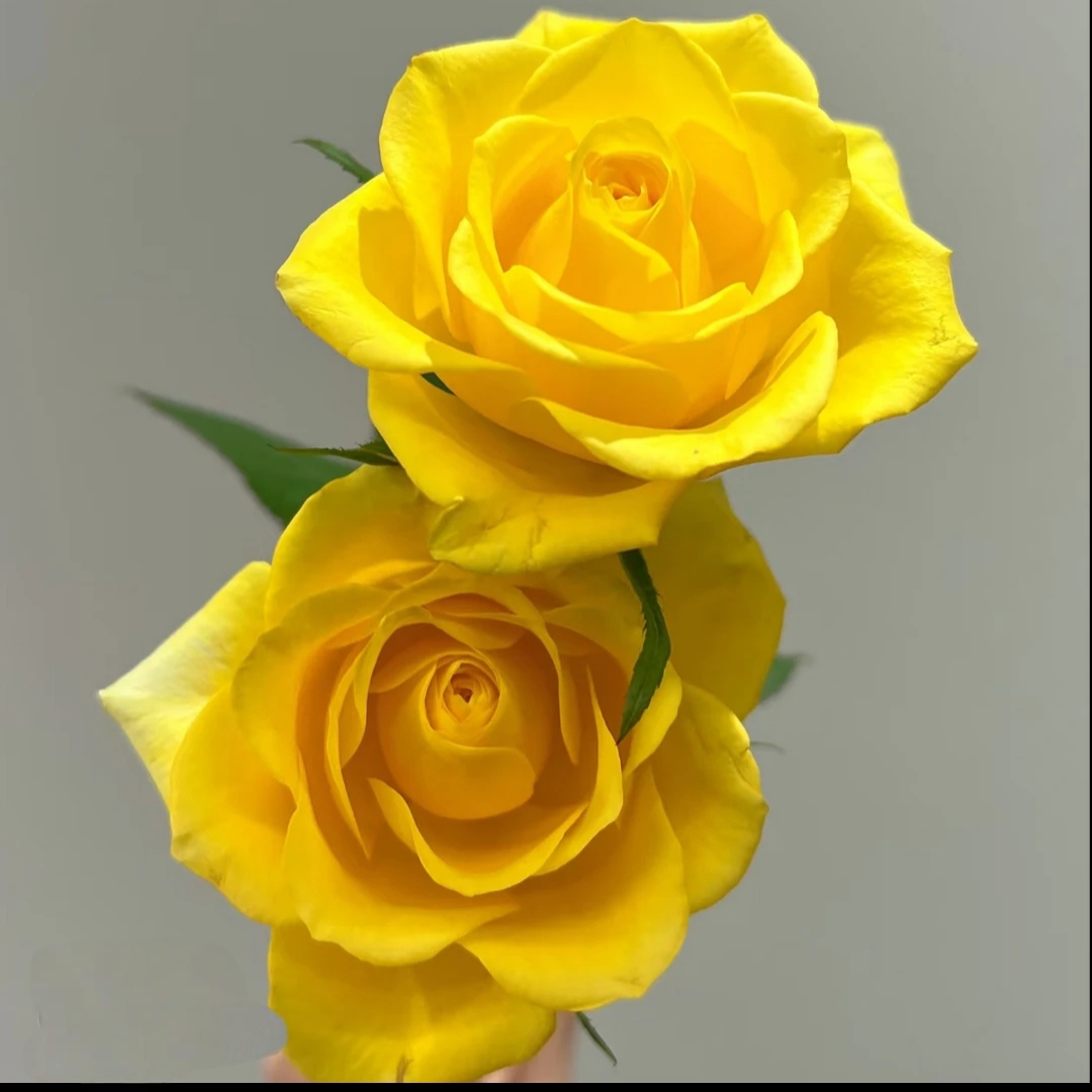 【灰太狼】黄色月季盆栽阳台庭院好养护露天月季四季开花抗病