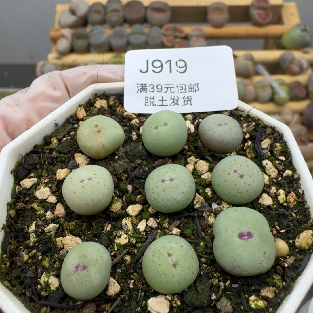 919哈哈哈哈哈哈哈哈哈哈