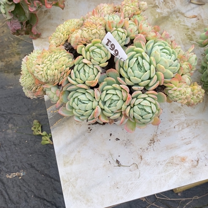 最***心661以利亚缀多肉植物