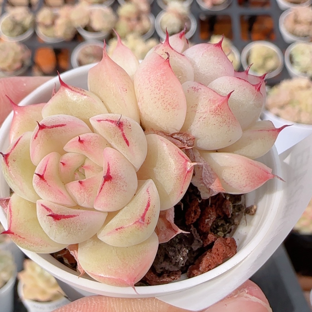 花语多肉1224-405散