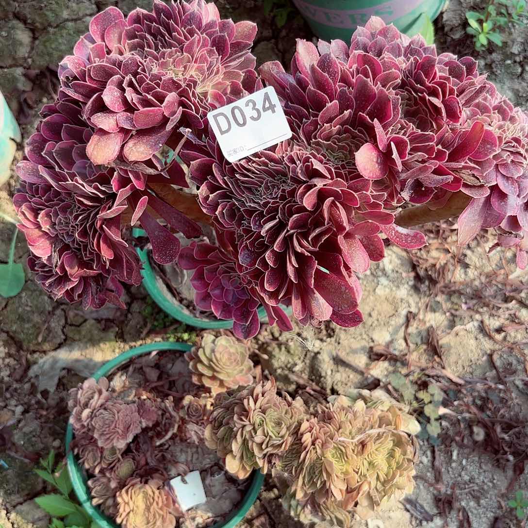 美杜莎法师缀化8-46