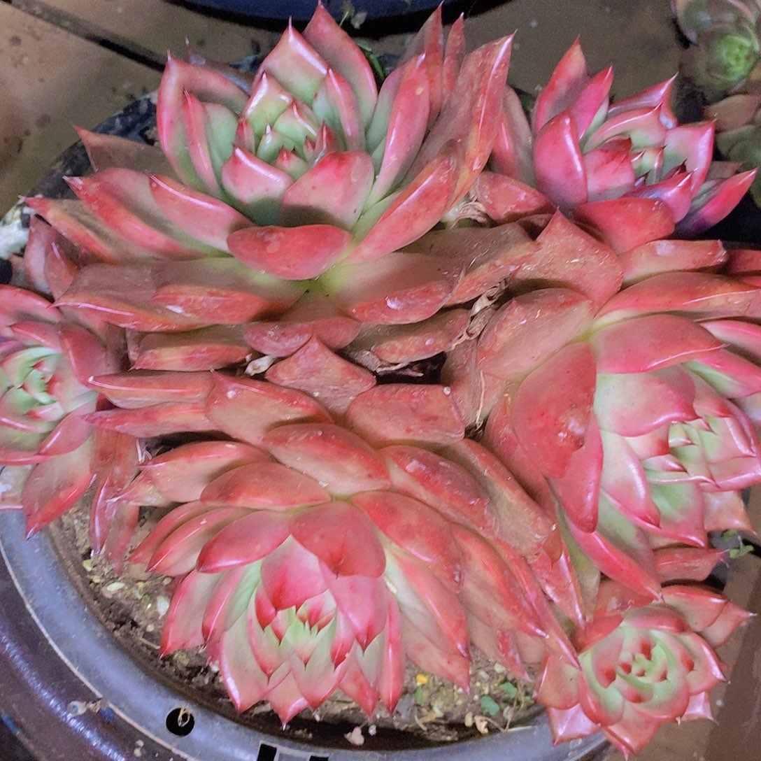 多肉植物红色福利