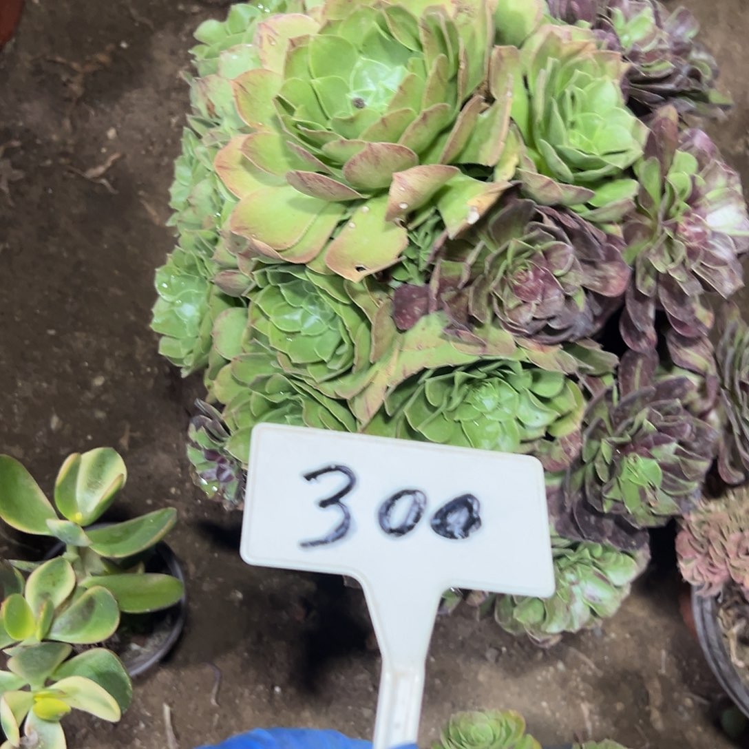 多肉植物花月夜法师300