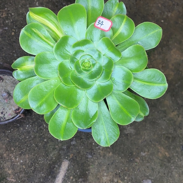 长腿老桩34多肉植物法师