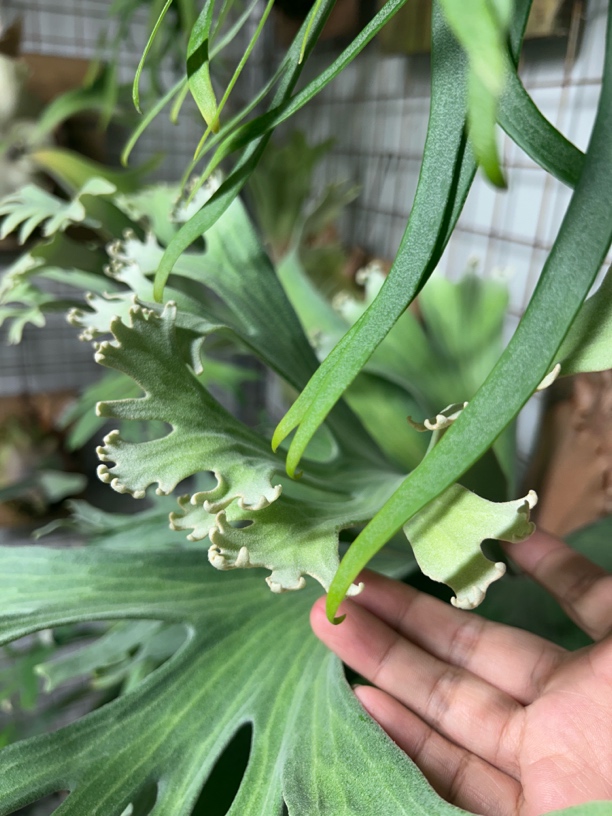 银华鹿角蕨孢子苗蕨类植物上墙植物舍利子图片鸟巢小盆栽
