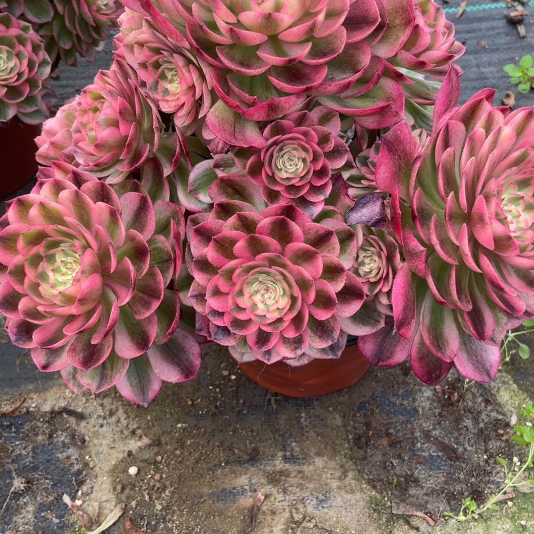 朵*1000000000000022