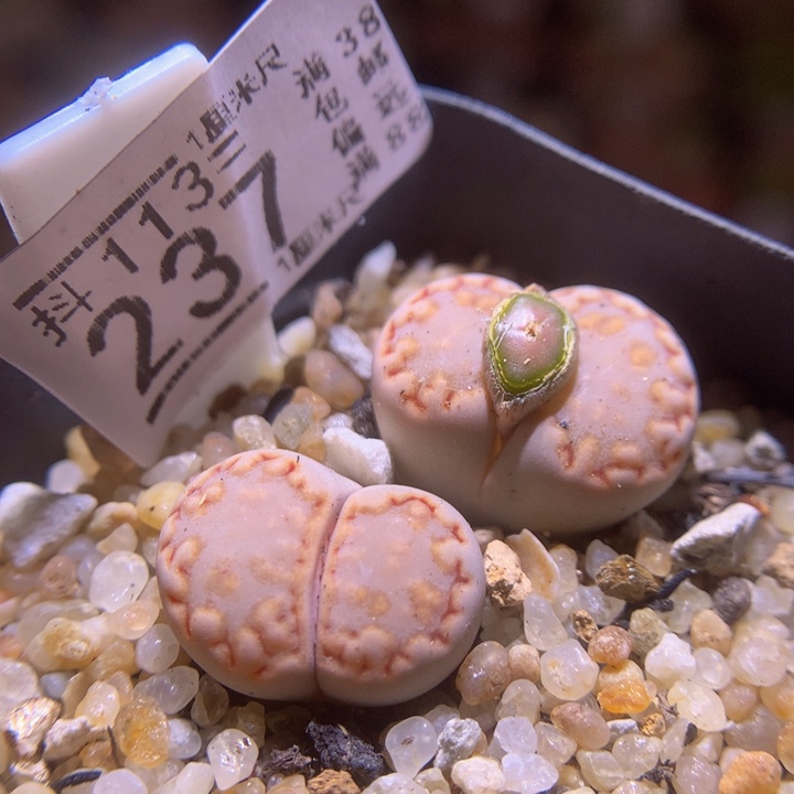 精品生石花113.237