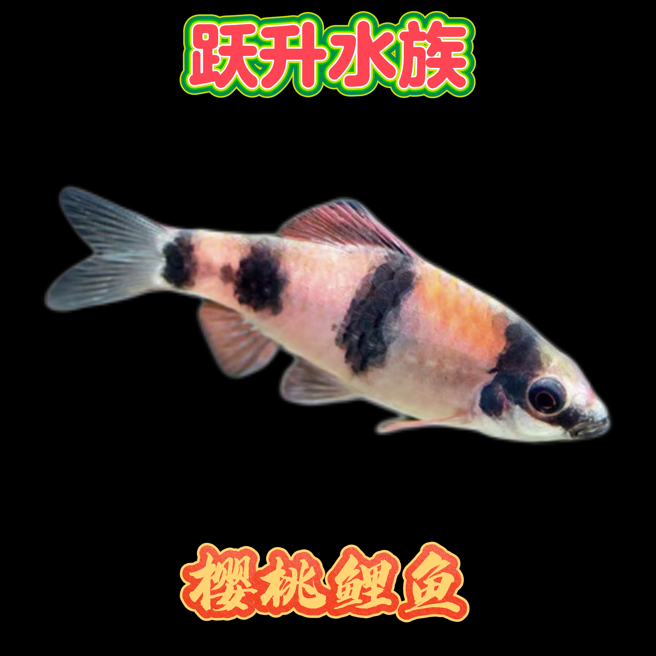 红尾樱桃鲫鱼小型鲃鱼冷水鱼观赏鱼青鳉鱼