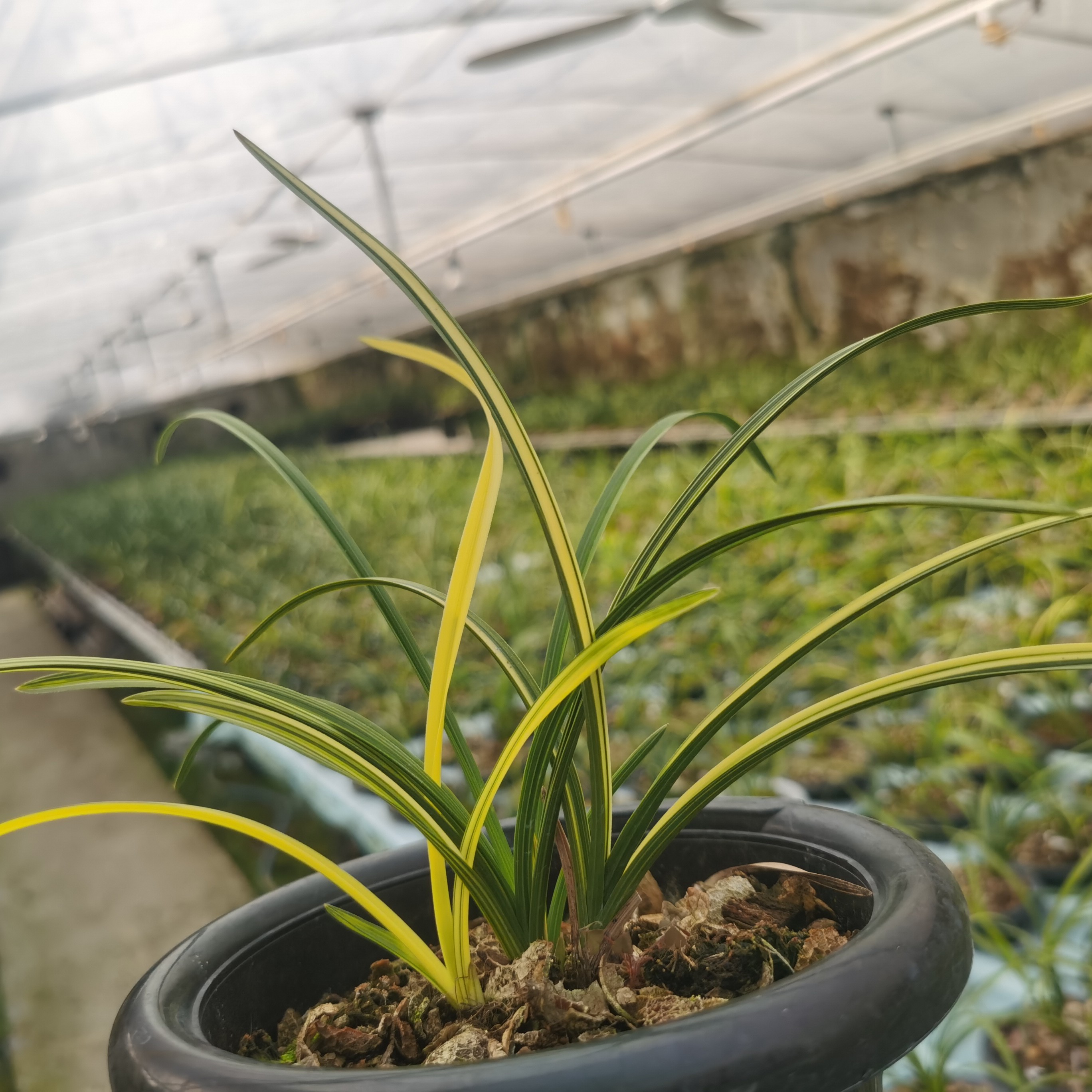 精品兰花(以直播间拍实物为准)