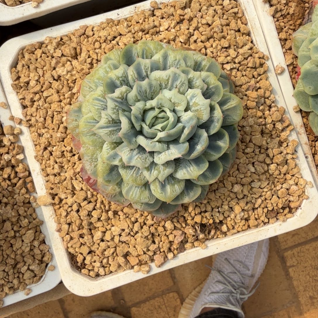 泡泡纱裙小的发货多肉植物