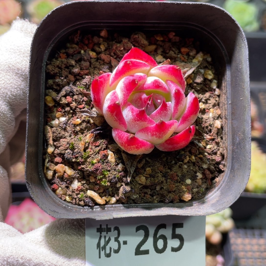 花利美3-265吉娃娃