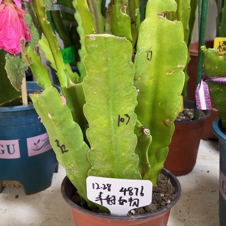 当前无花栽培后可以开花幸**初8颗