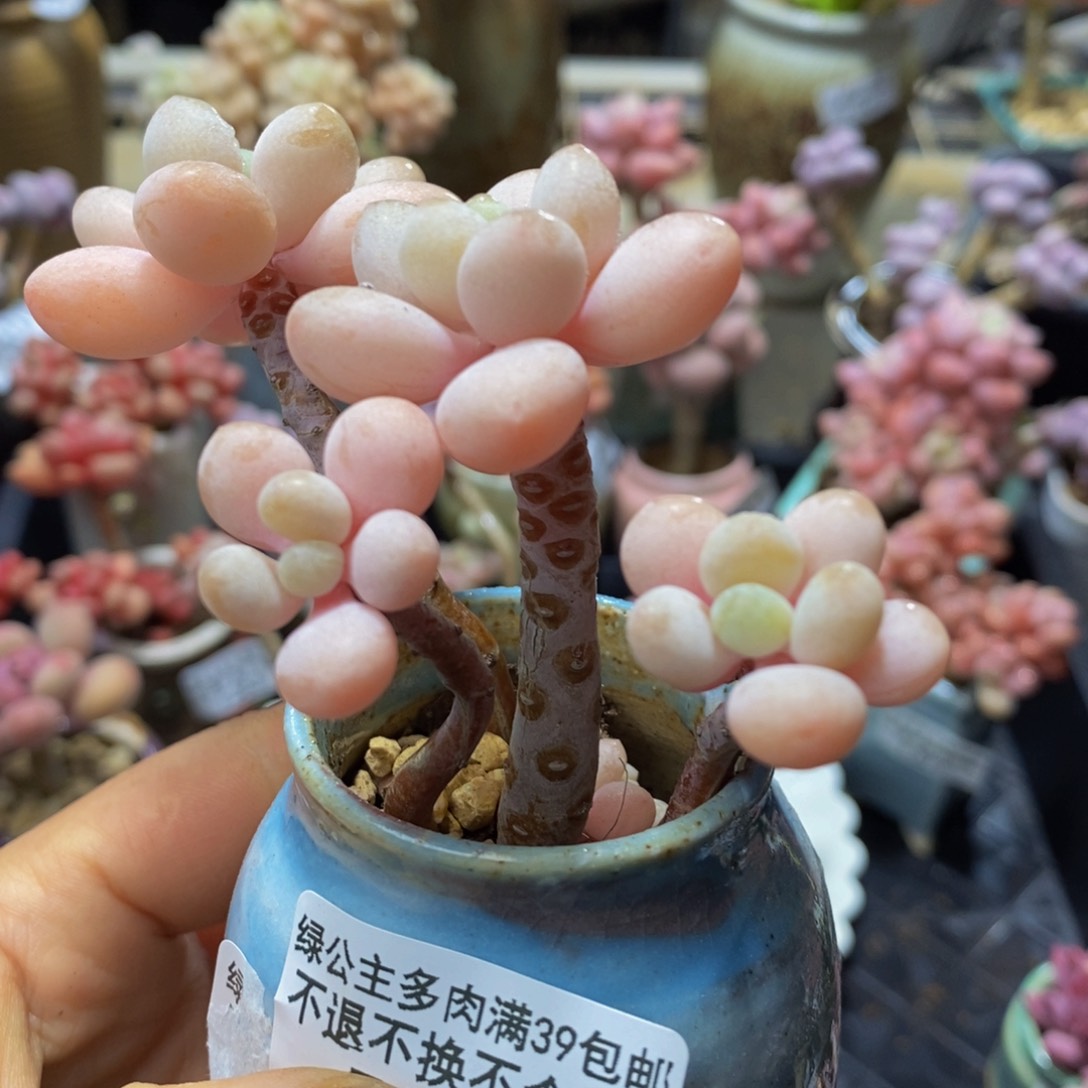 384 冰雪洛神8 厘米