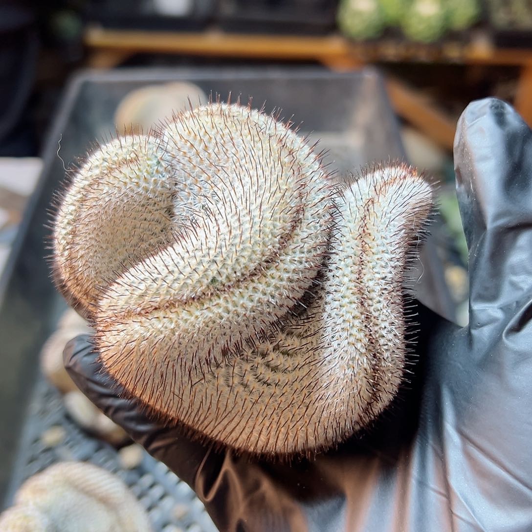 直刺佩蕾缀化无根7.5公分