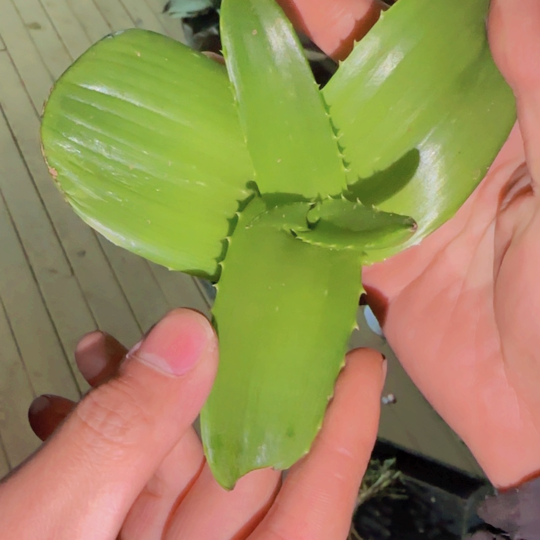 ?****人块根植物块根植物