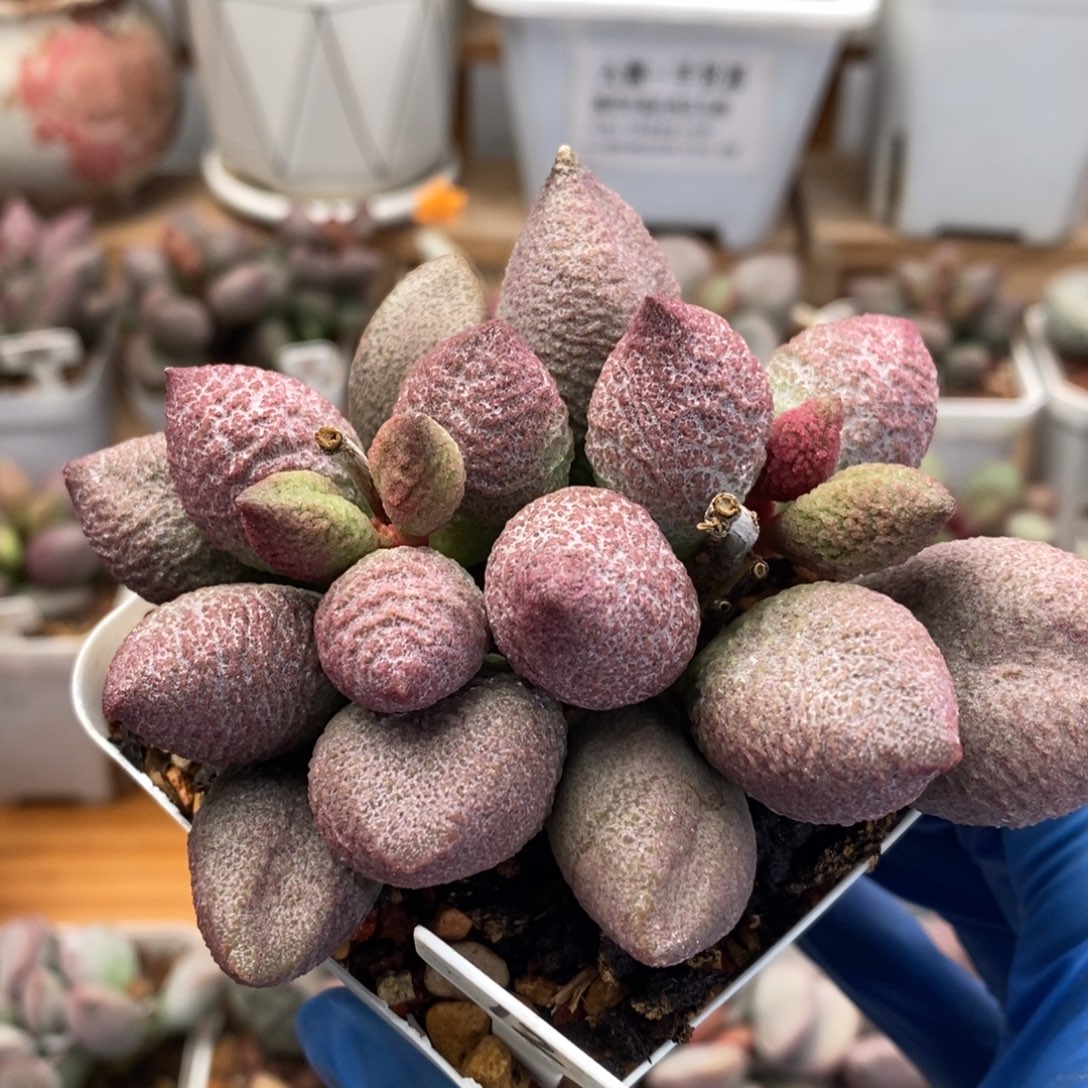 腹部水泡多肉植物