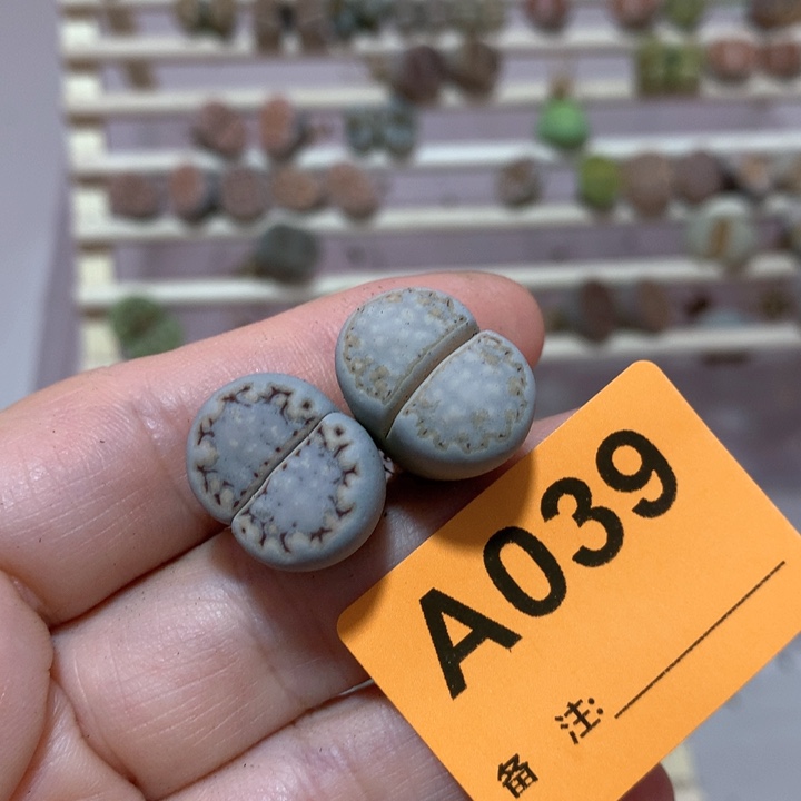 安****7039两颗糖霜专拍安妮