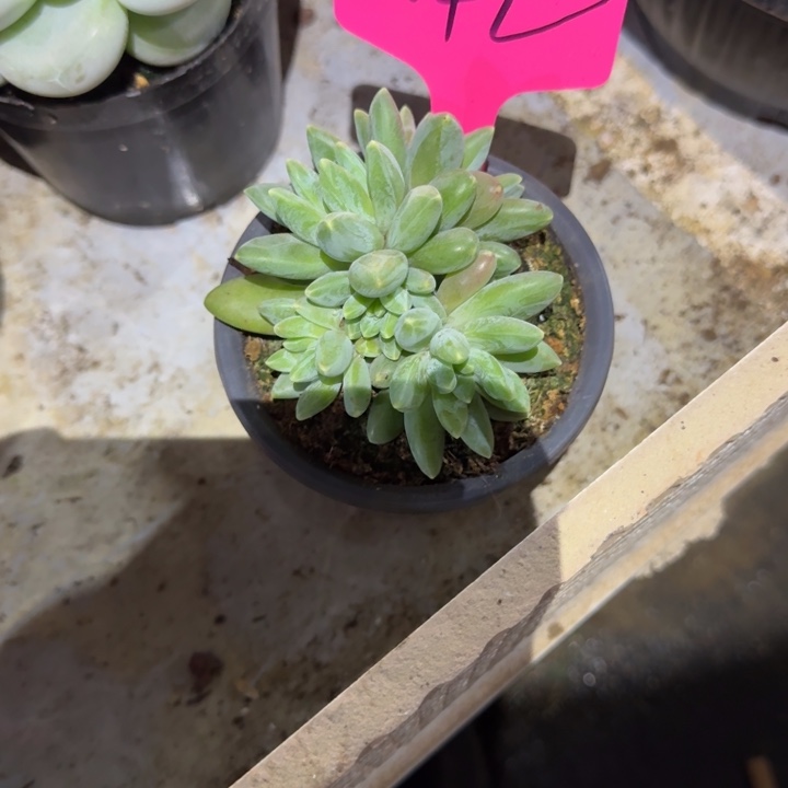 042阿帝斯托新号福利价