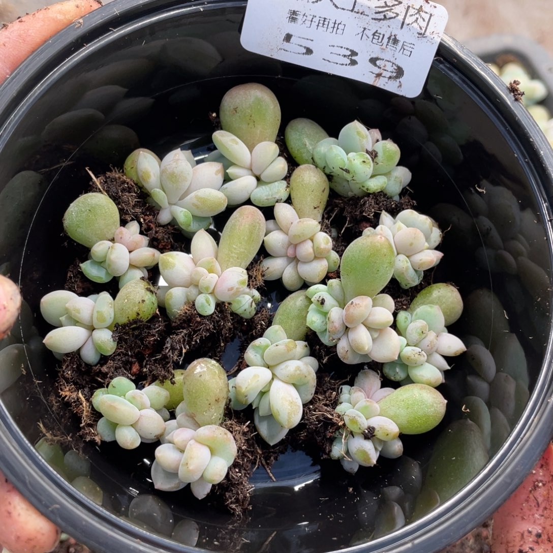 糕大上多肉植物539
