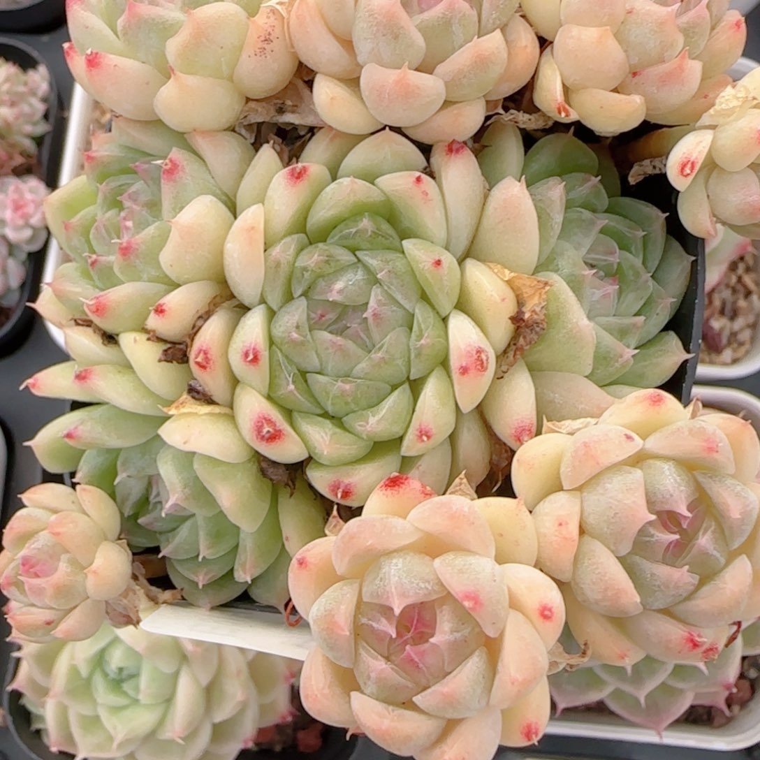 a***a花语多肉1218-146散