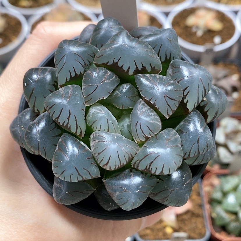 【闪购商品】1冰灯