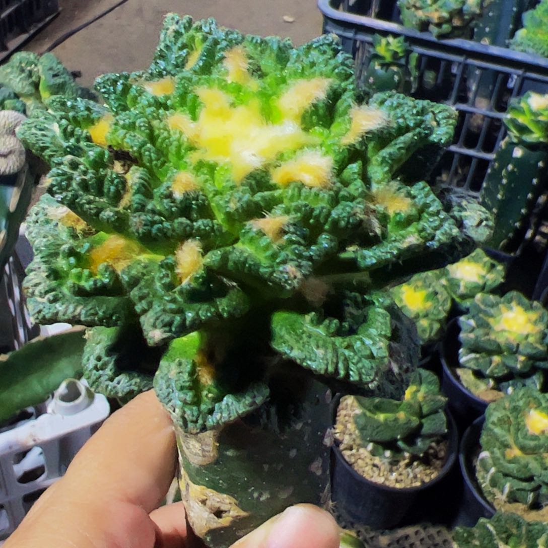 无花朵隔尤辛顿牡丹322