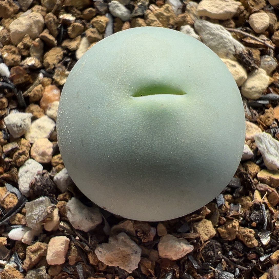 019多肉植物种类多样